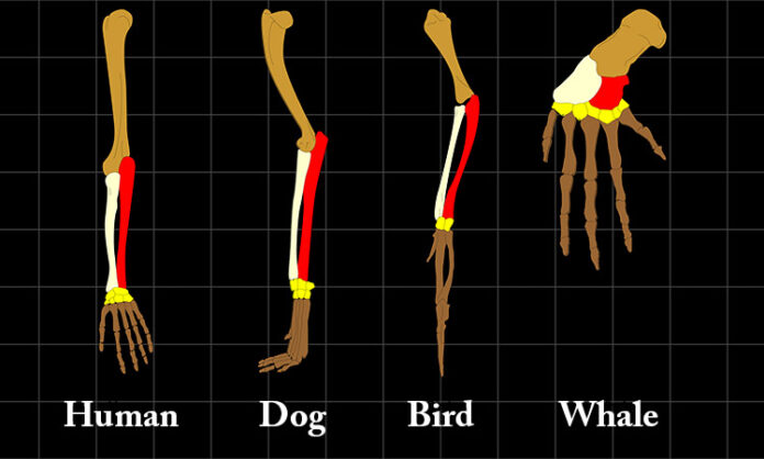 understanding-the-background-of-evidence-of-evolution