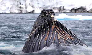 whale bubble-net