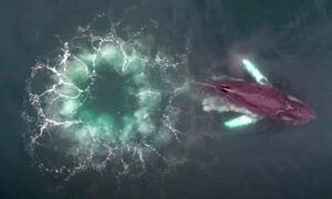 whale bubble-net