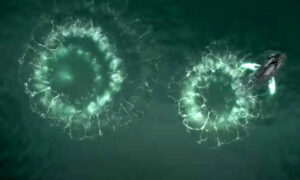 whale bubble-net