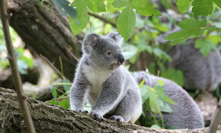 koala bears have fingerprints