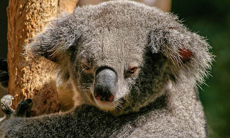 koala bears have fingerprints