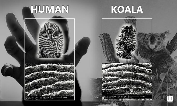 2-incidents-that-prove-the-koala-bear-has-the-same-fingerprints-like