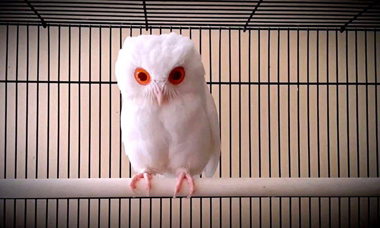 red eye owl
