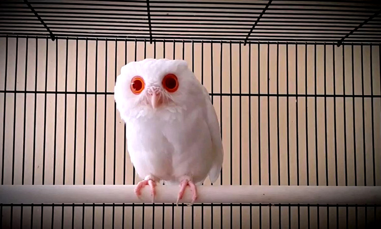 red eye owl