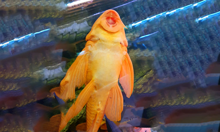 Albino pleco