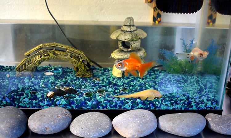 A tank with pet fish