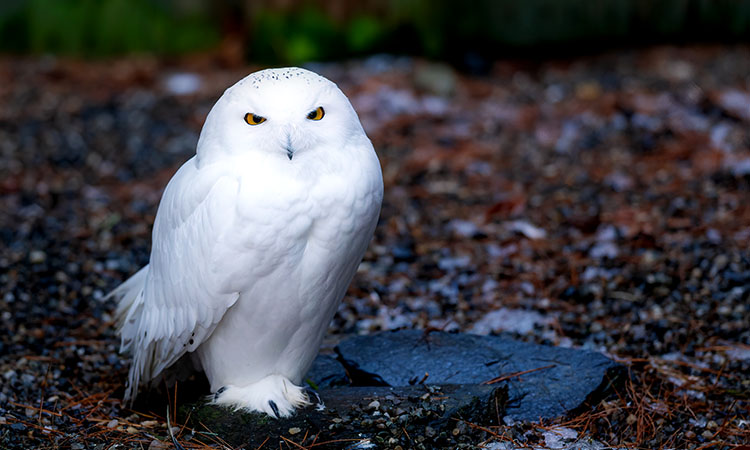 White owl