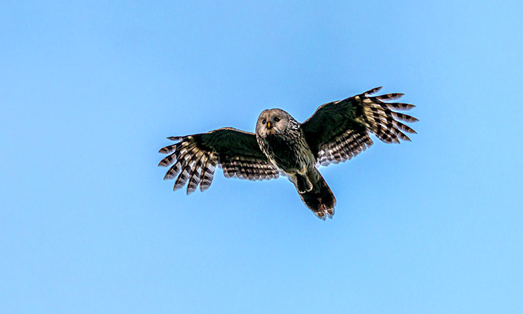 are-owls-good-luck-or-bad-luck-the-lucky-antler