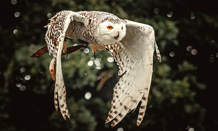Owls bad luck