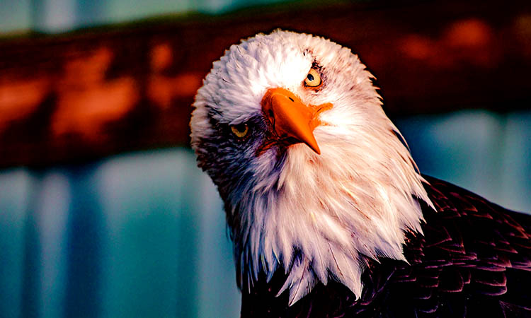 Here are the 12 Eagle Jokes that take your stress away