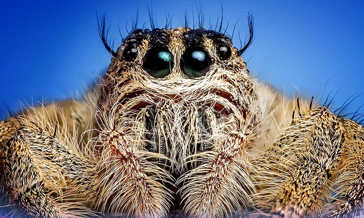 DO SPIDERS SLEEP? Here are some factors about the Sleeping spiders