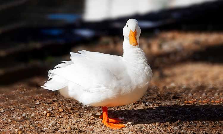 how long do ducks live
