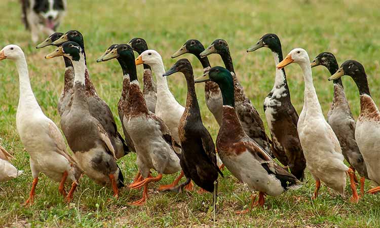 how long do ducks live