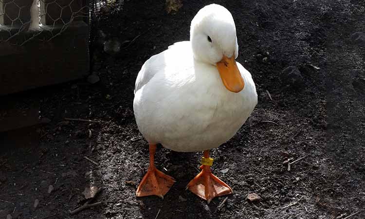 how long do ducks live