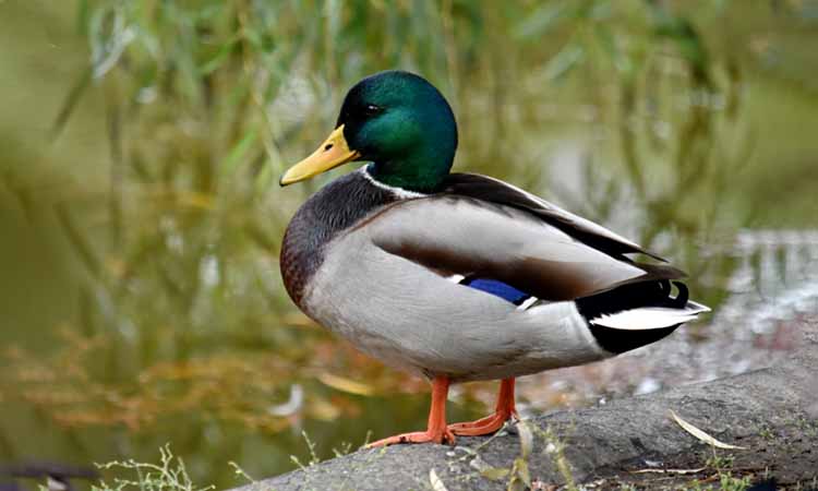 how long do ducks live