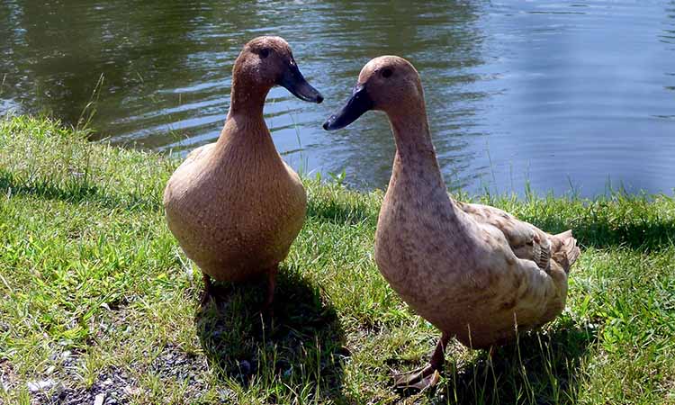 “How long do ducks live?” Not sure. Then let’s check