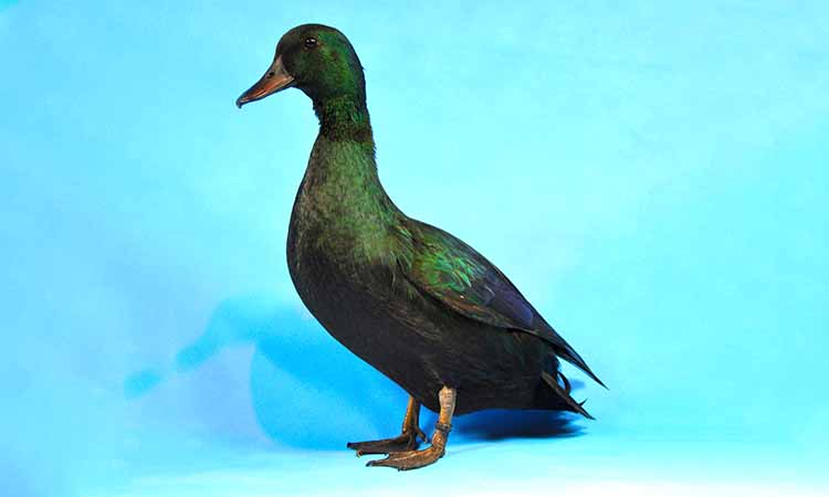 how long do ducks live