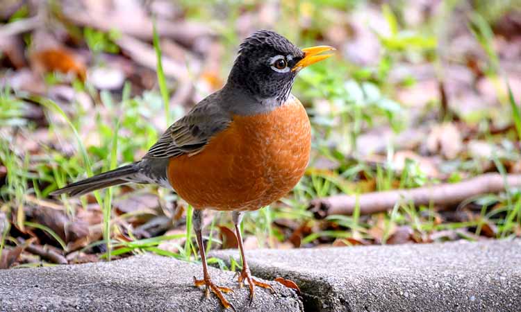 American Robin - Birds of Illinois
