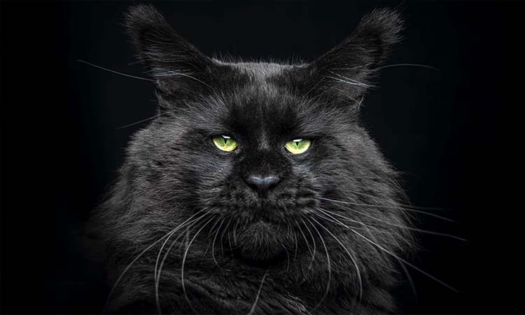 Black Maine Coon