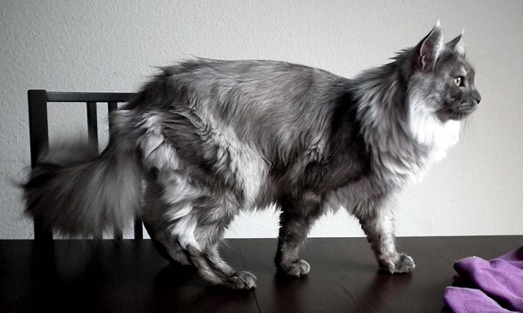 Black Smoke Maine Coon