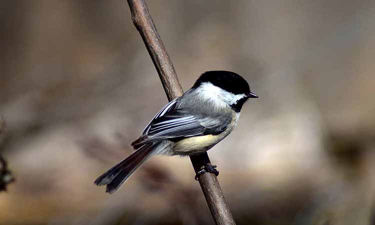 Black-capped Chickadee - Birds of Illinois
