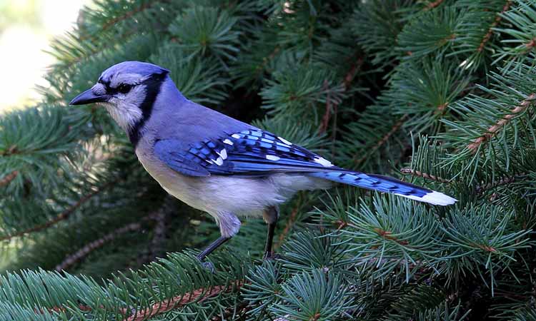 4 category of “Birds of Illinois” – This makes you crazy about these birds