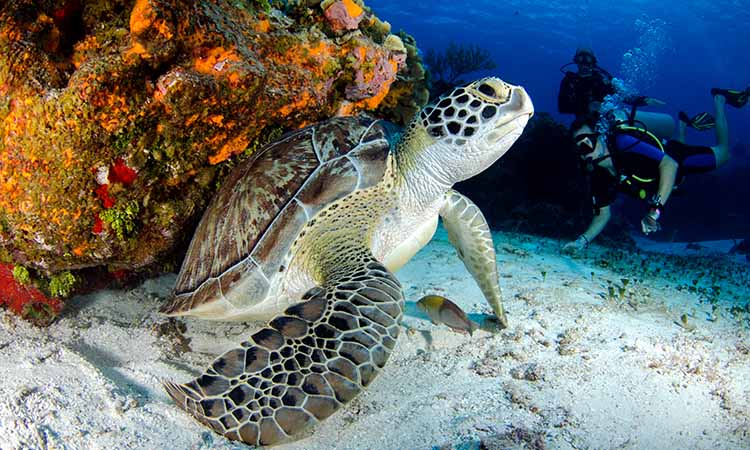 Can turtles breathe underwater