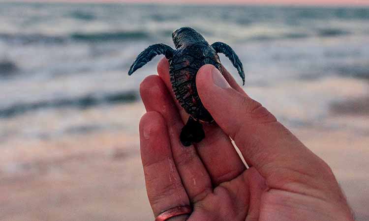 Can turtles breathe underwater