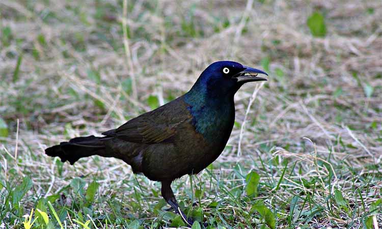 Common Grackle - Birds of Illinois