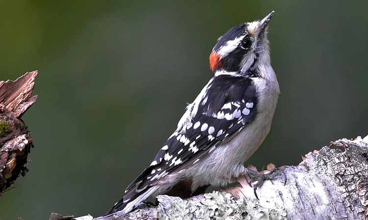 Downy Woodpecker - Birds of Illinois