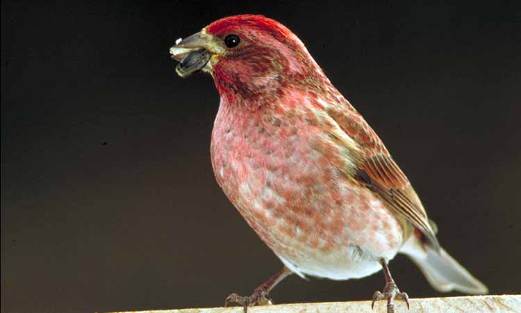 House Finch - Birds of Illinois