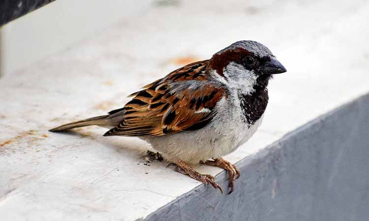 House Sparrow - Birds of Illinois