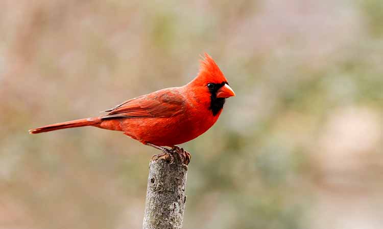 Northern Cardinal - Birds of Illinois