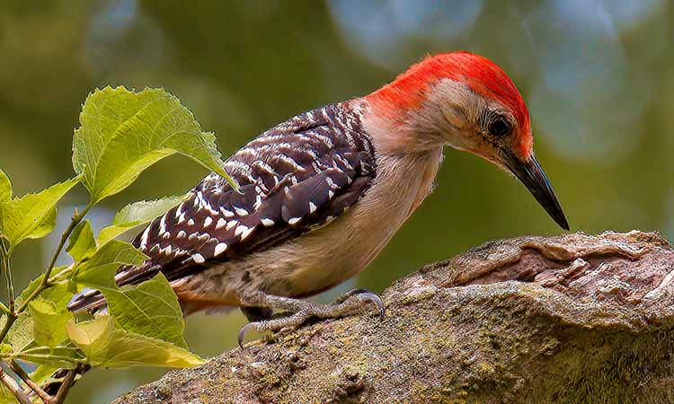 Red-bellied-Woodpecker-Birds-of-Illinois