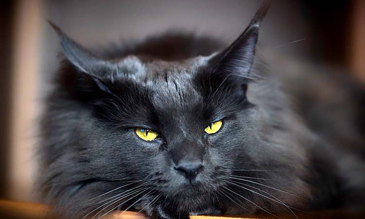 Solid Black Maine Coon