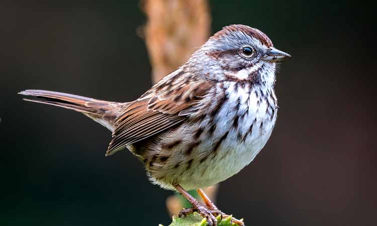 Song Sparrow - Birds of Illinois