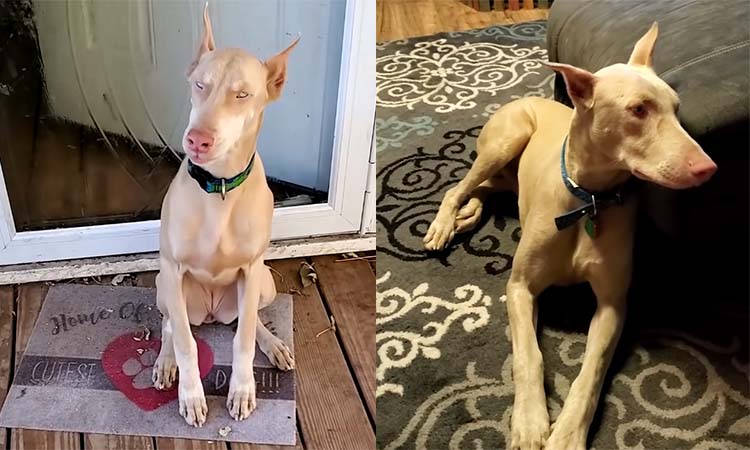 White Doberman or Albino Doberman