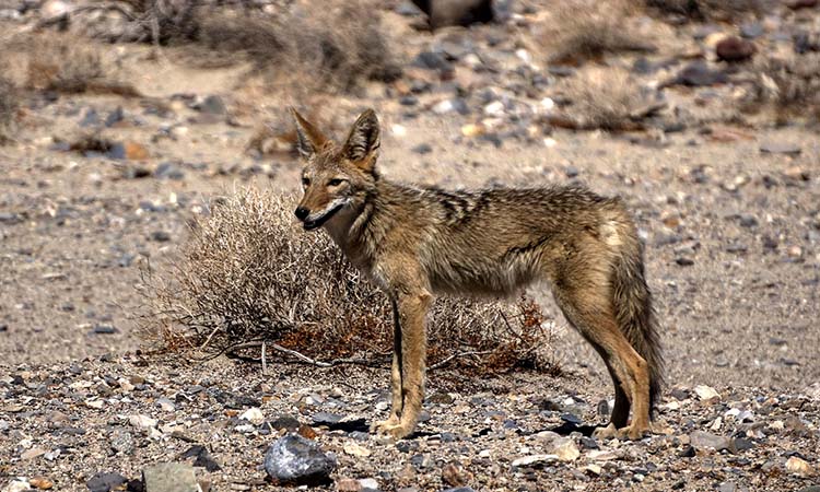 do coyotes bark