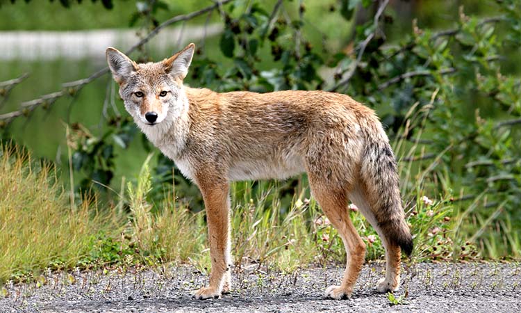 do coyotes bark